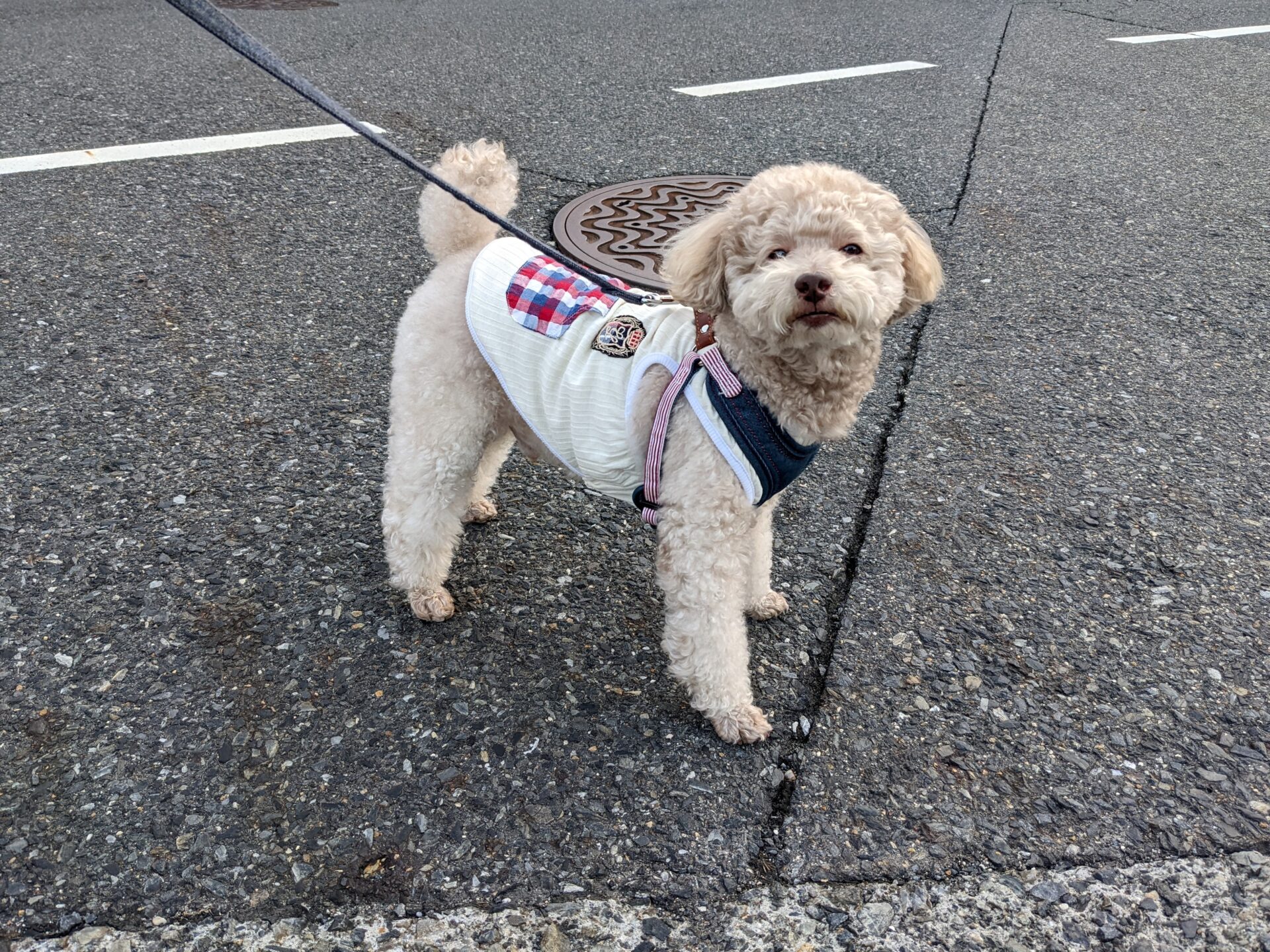 愛犬と散歩中