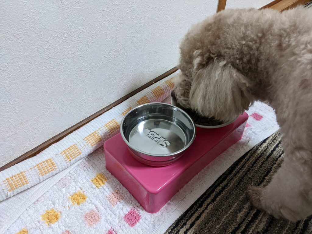 食事中の愛犬コタ