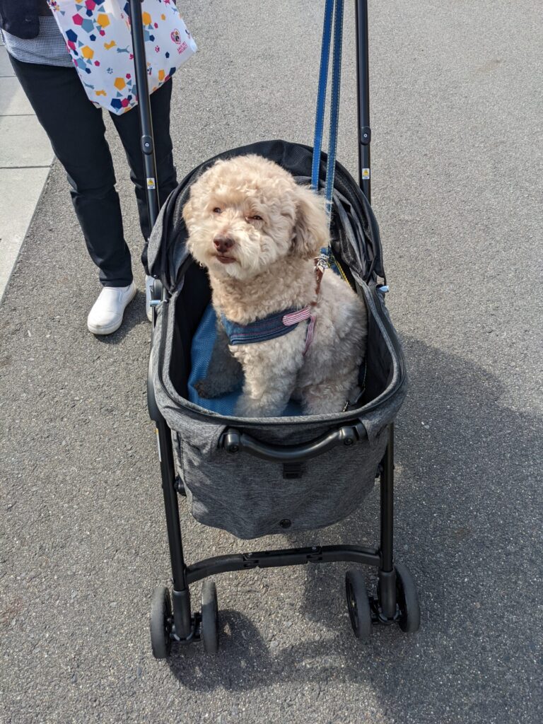 カートに乗った愛犬