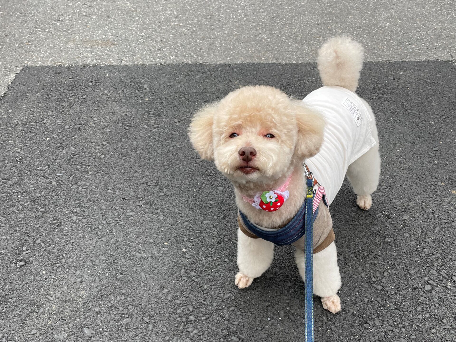 トリミングした犬