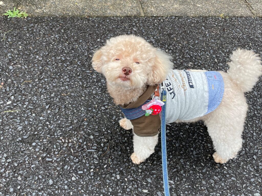 雨の日の散歩