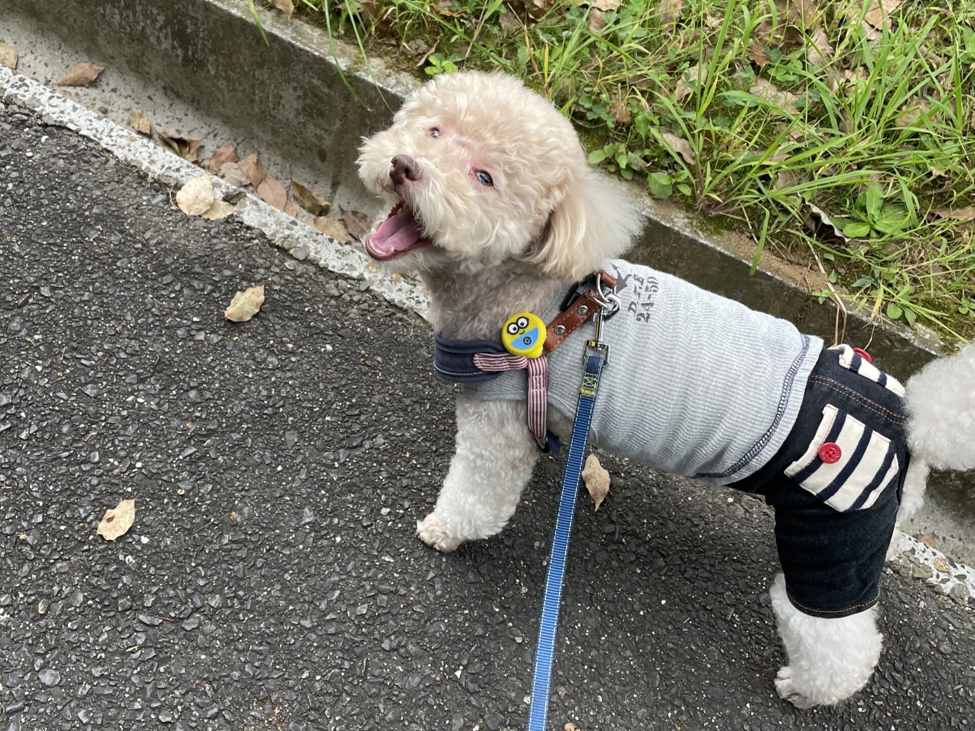 犬と秋の散歩