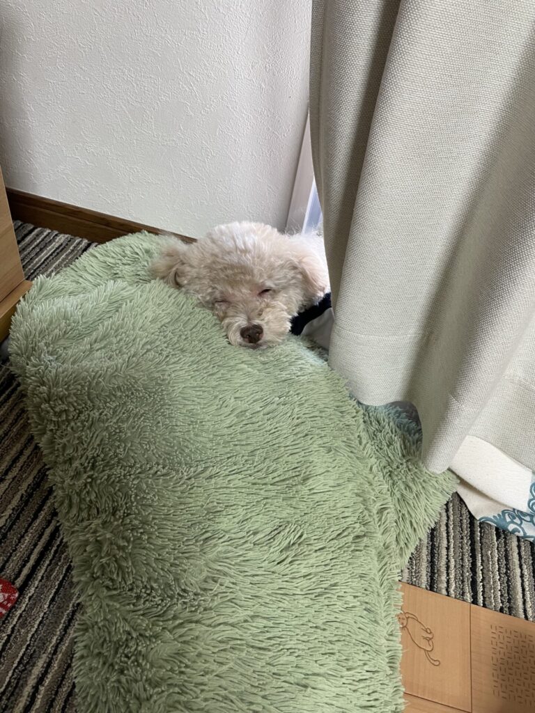 日向ぼっこする犬