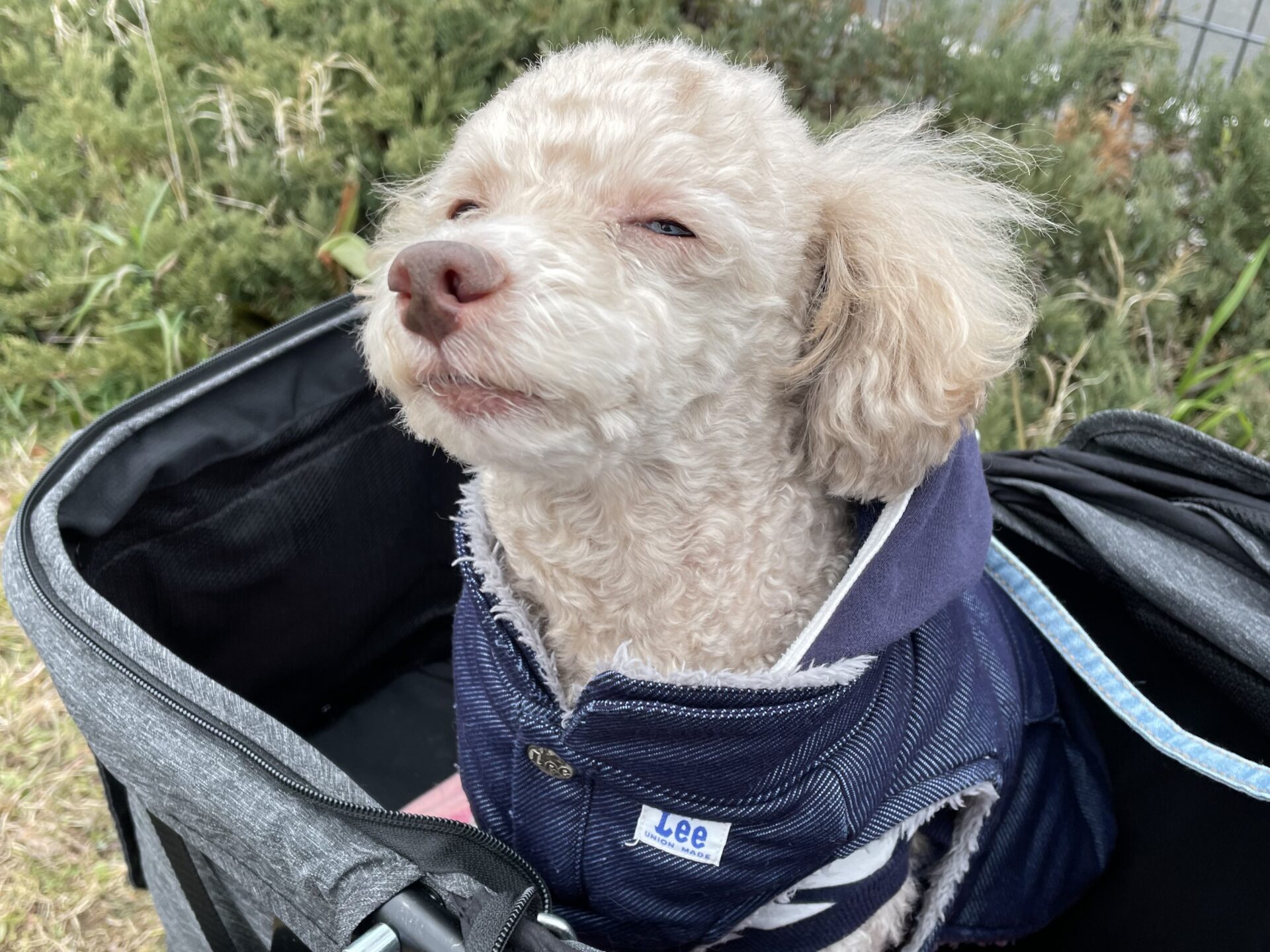 幸せな顔の犬