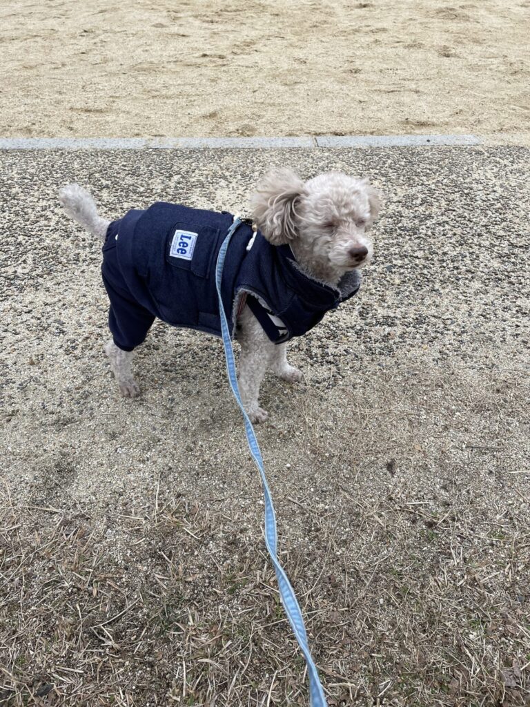 寒い表情をする犬