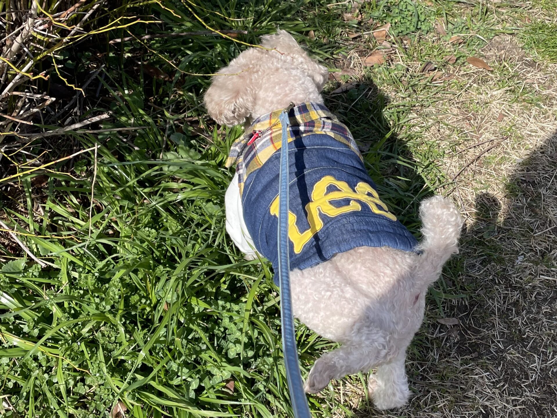 公園で犬の散歩