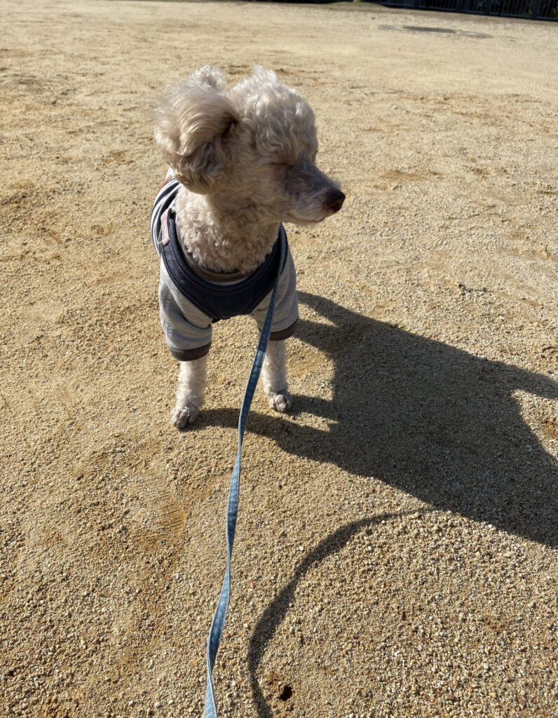 日向ぼっこする犬