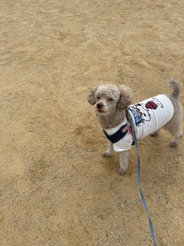 公園での犬