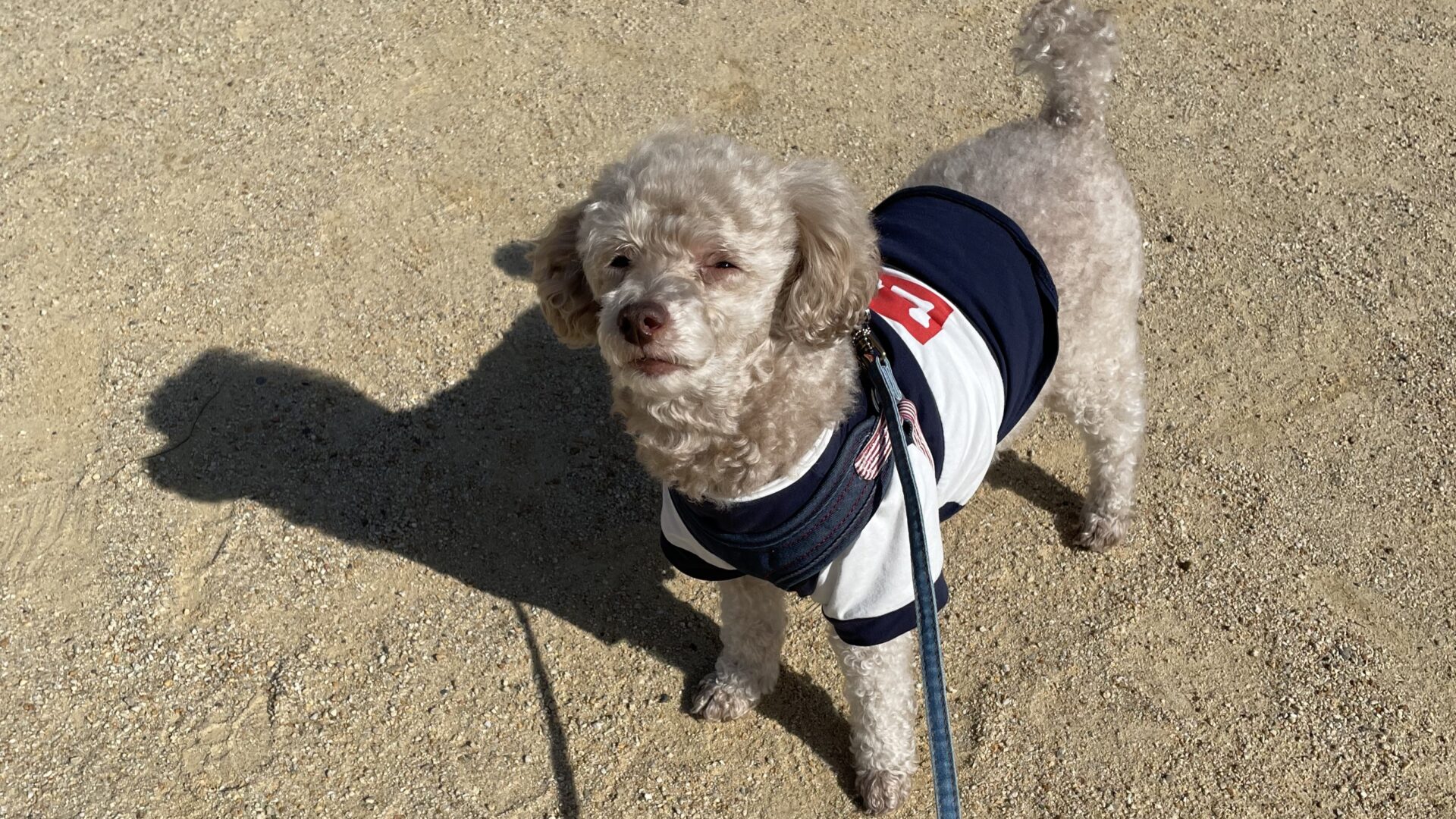 公園での犬