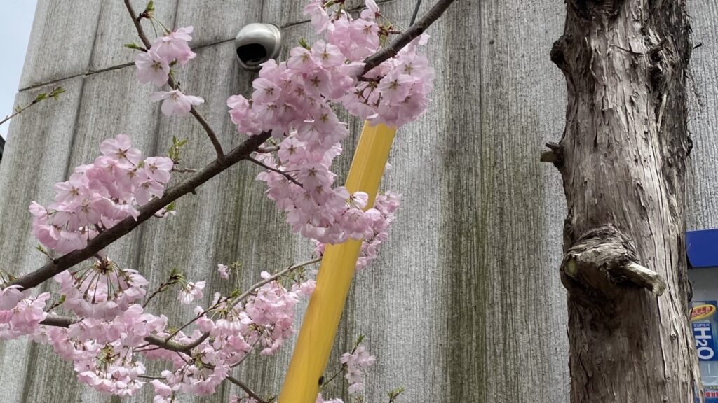 路地に咲く桜