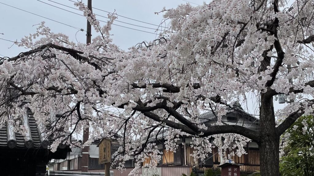 満開の桜