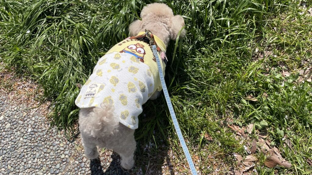 犬と公園で散歩