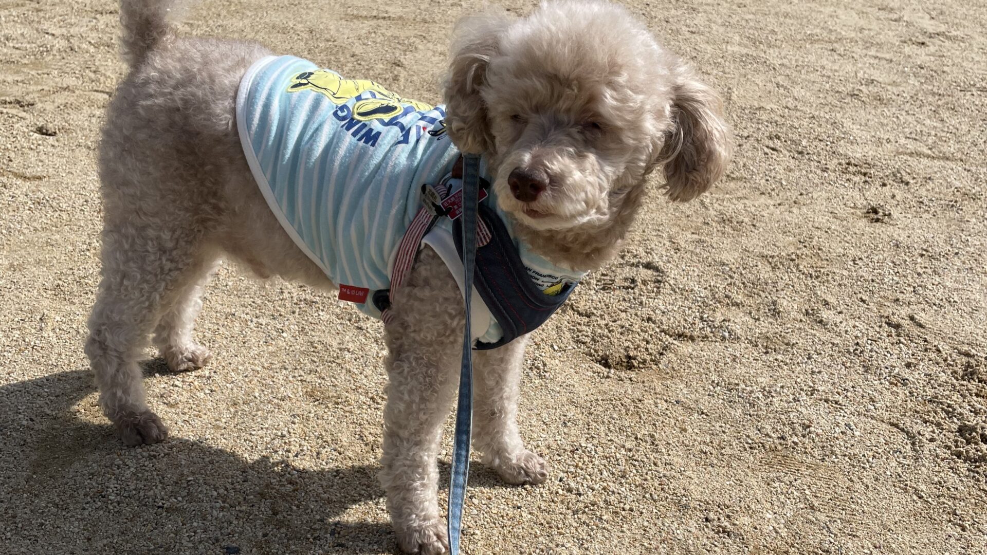 犬と公園散歩