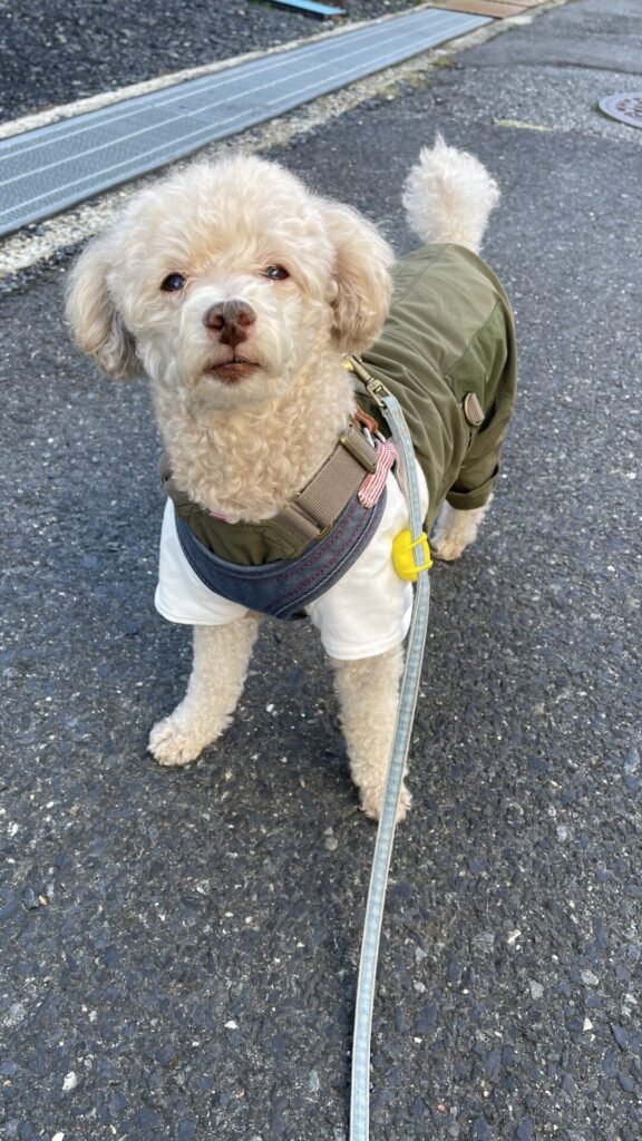 朝の楽しみな散歩をする犬