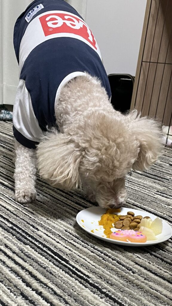 犬の食事風景