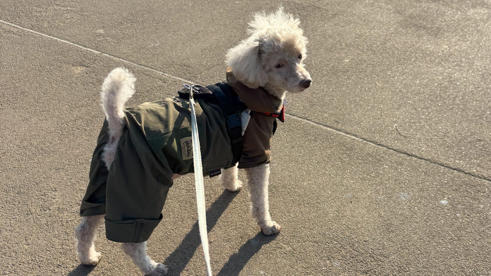 犬と川辺の散歩