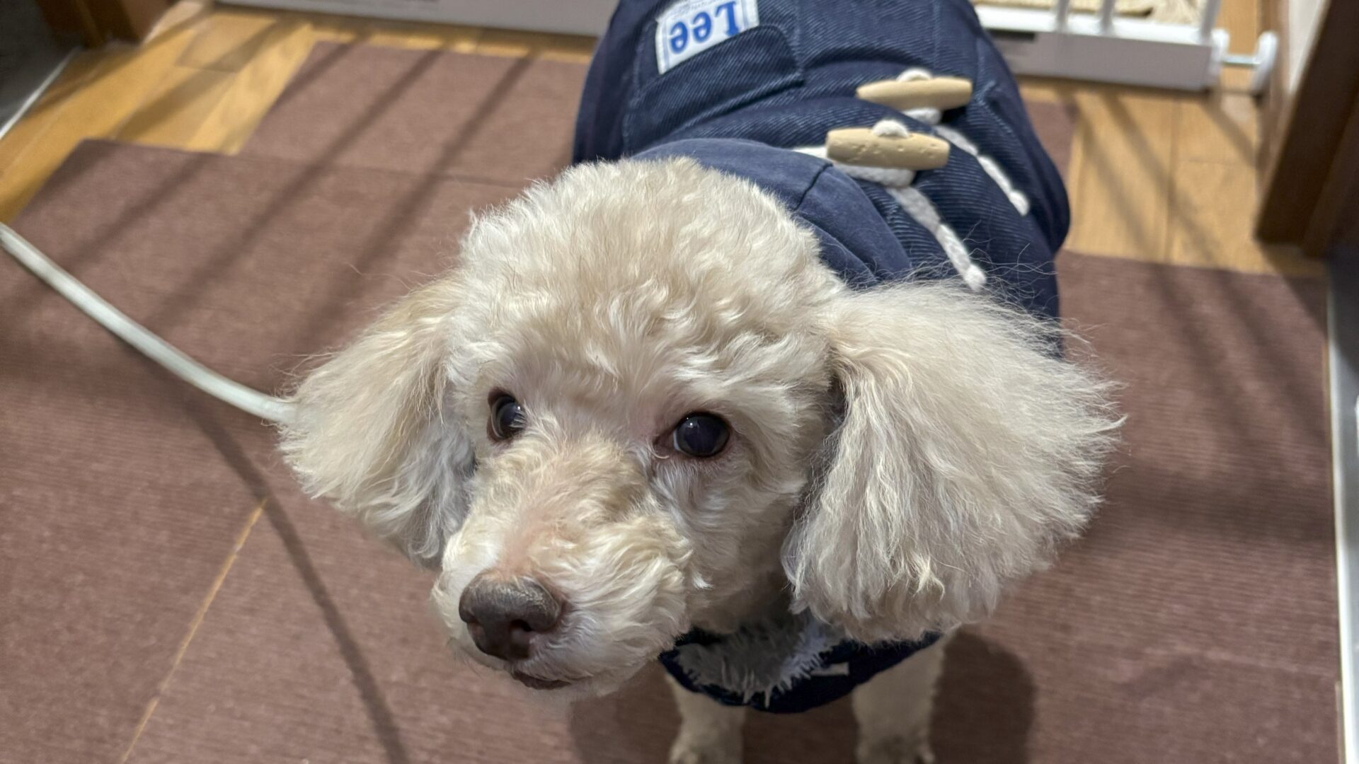 新年最初の犬の散歩