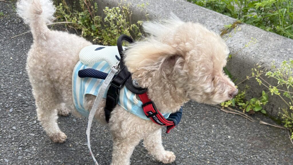 強風で佇む犬