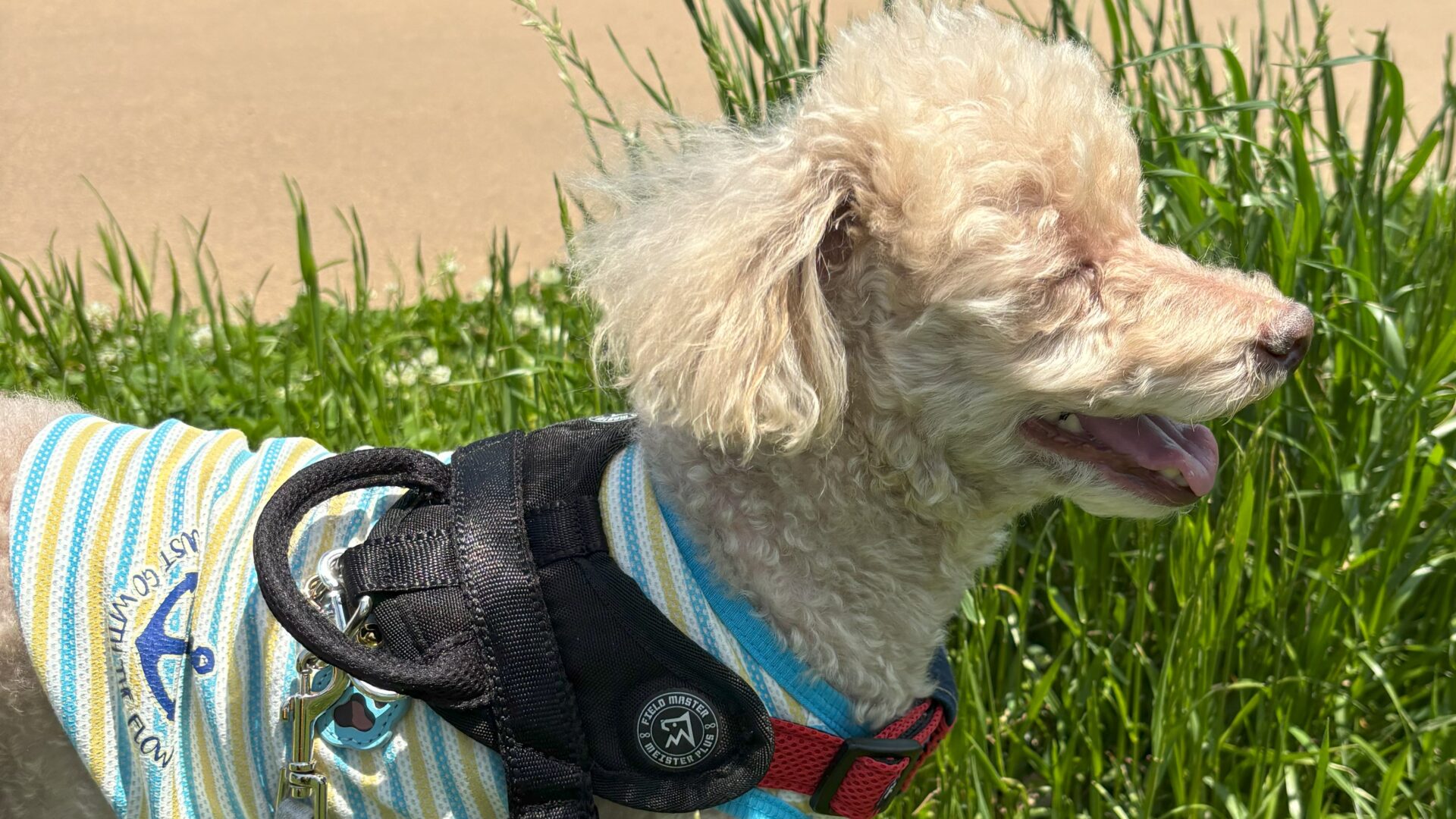散歩を楽しむ犬