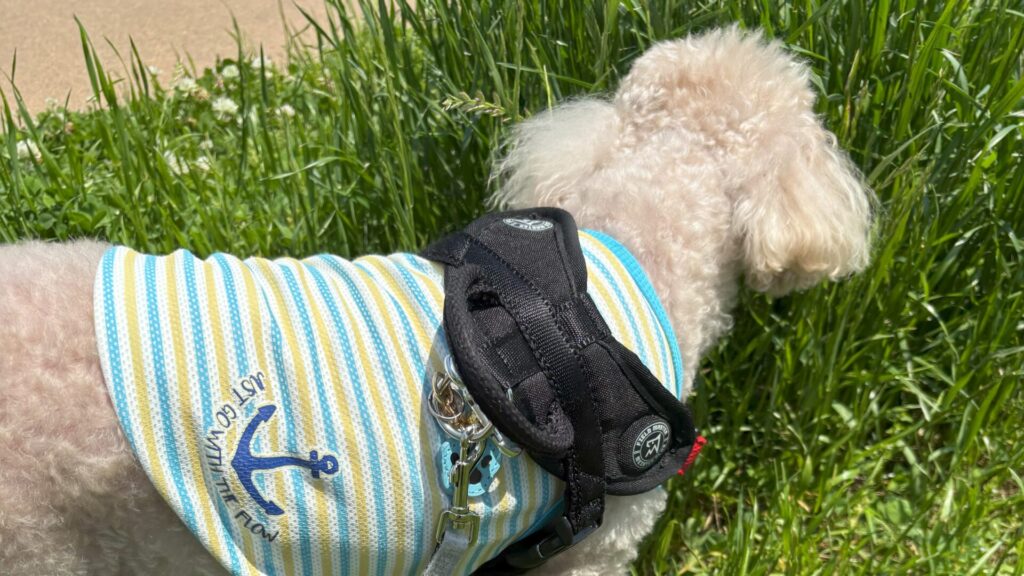 草の香りを嗅ぐ犬