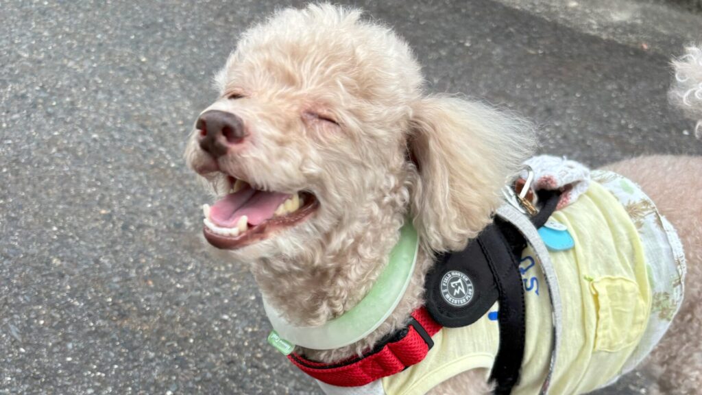 散歩で笑顔の犬
