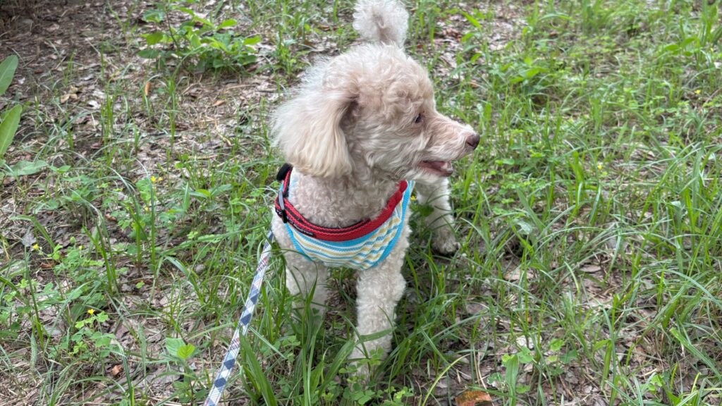 犬の病院帰りの散歩