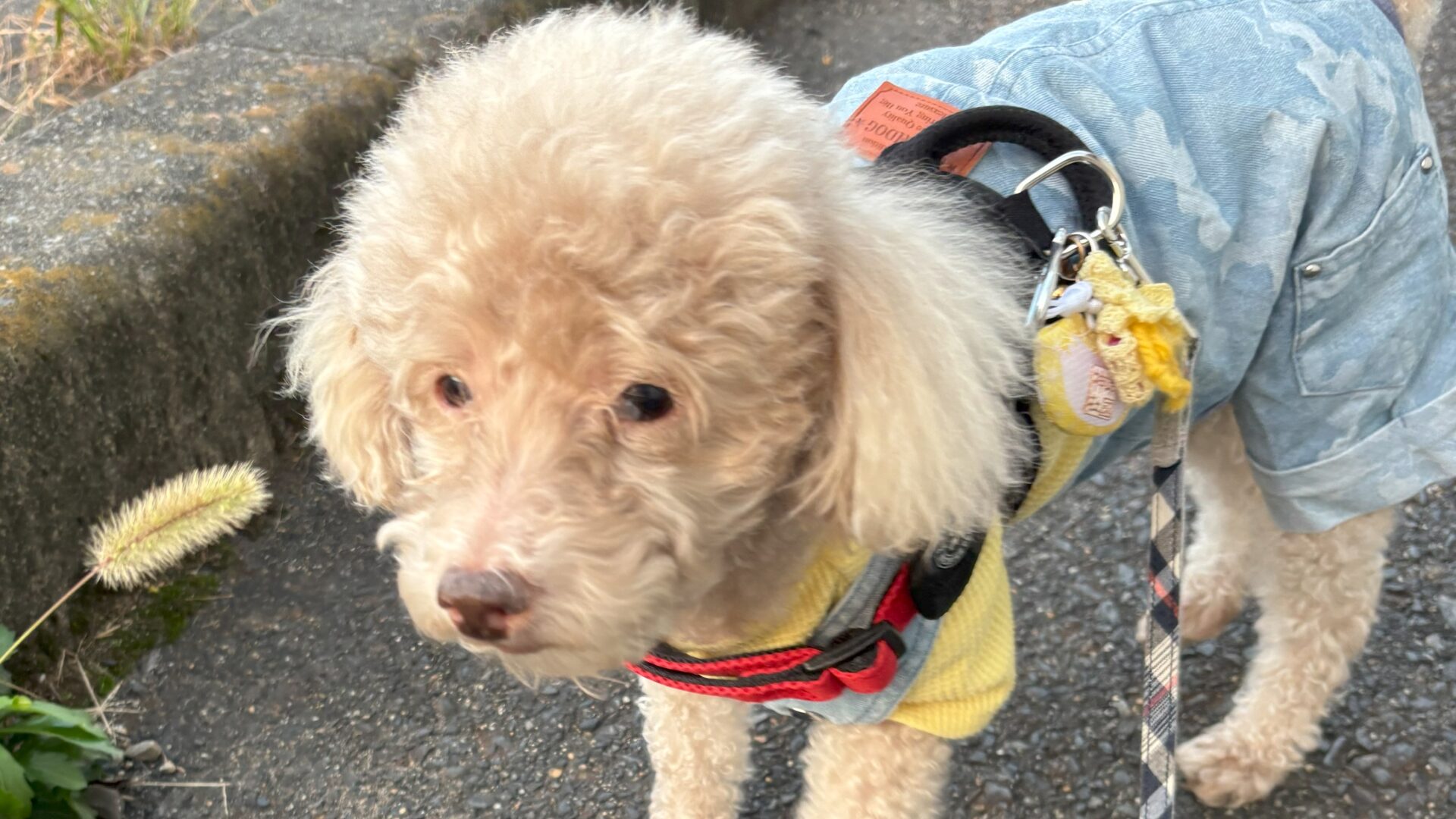 夕暮れの犬の散歩