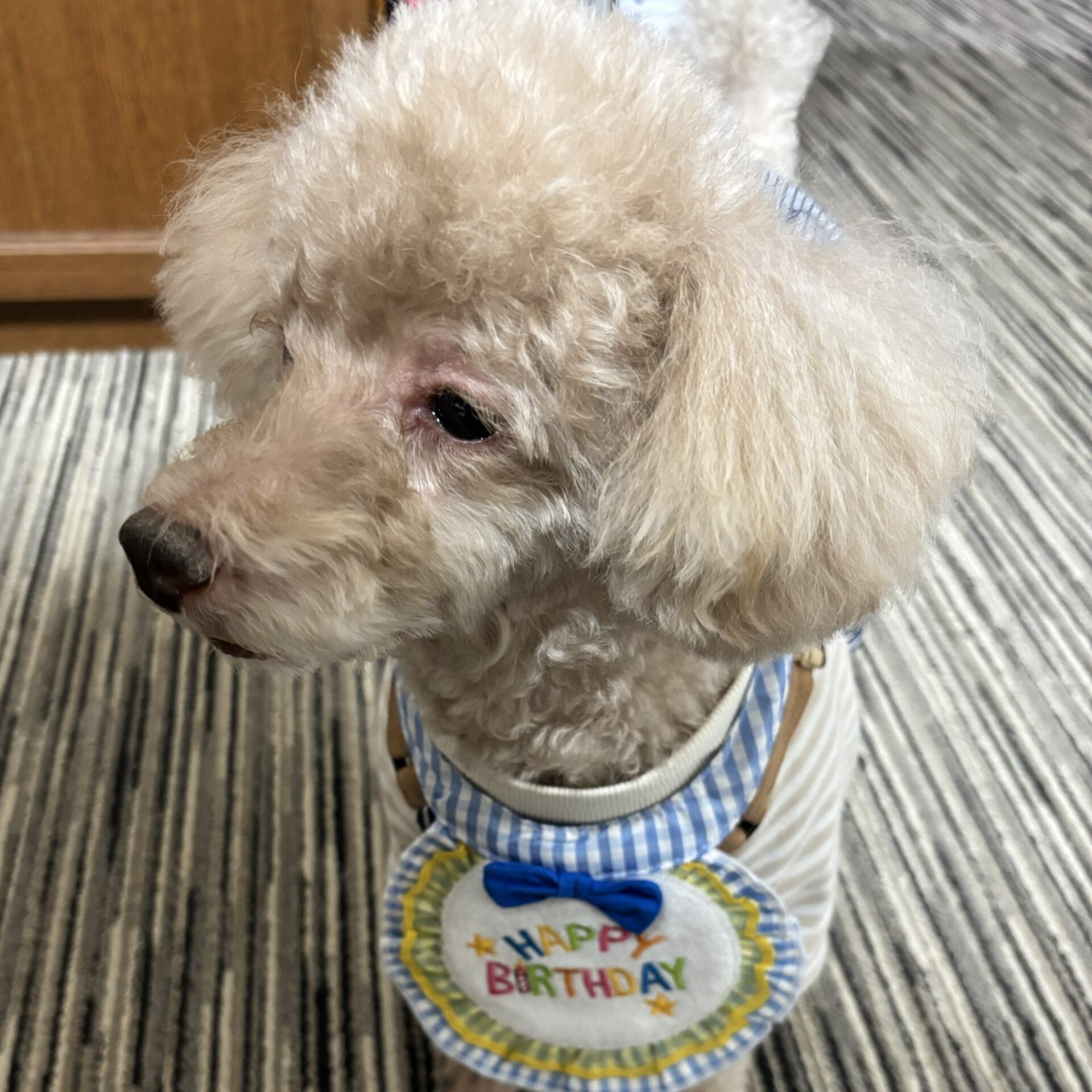 誕生日の犬の装い