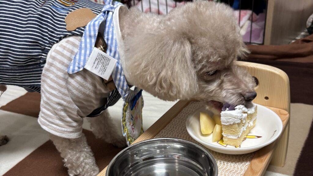 犬の誕生日ケーキ